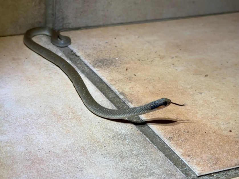 Slang op tegelvloer.