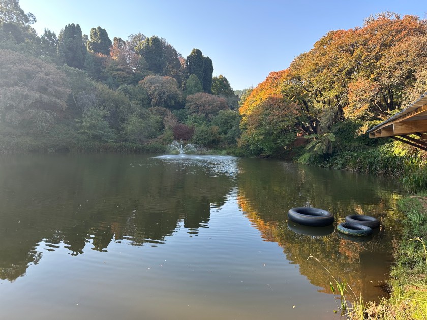 Africamps Magoebaskloof: meertje tussen bomen in herfstkleuren. 