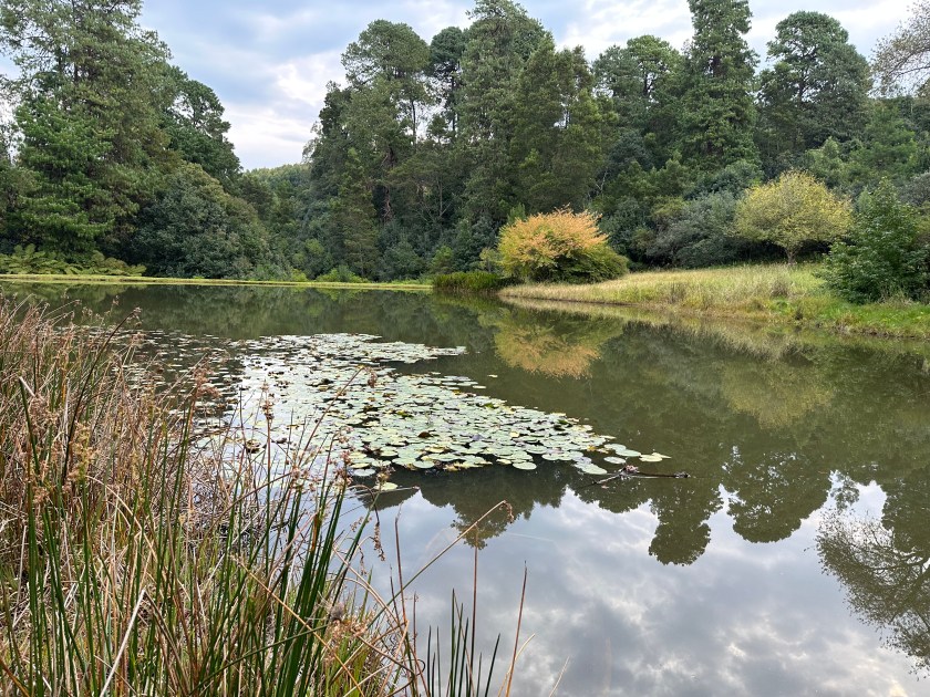 Africamps, Magoebaskloof: vijver met waterlelies. 