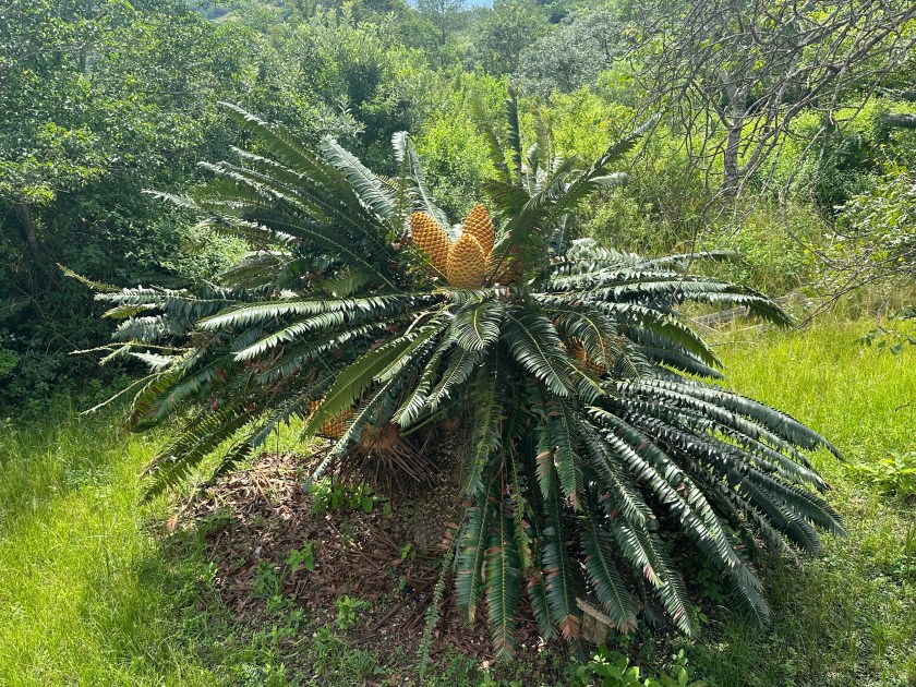 Modjadji Nature Reserve: broodboom met drie gele vruchten. 