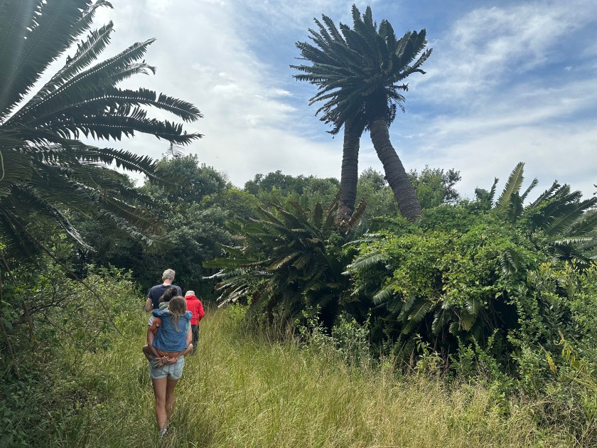 Modjadji Nature Reserve: toeristen in lang gras tussen broodbomen. 
