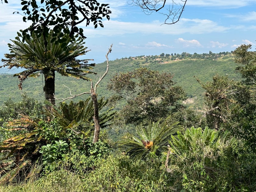 Modjadji Nature Reserve: omringende groene hellingen. 