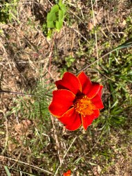 Rode bloem in close-up. 