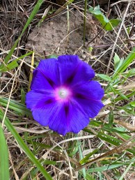 Diepblauwe bloem in close-up. 