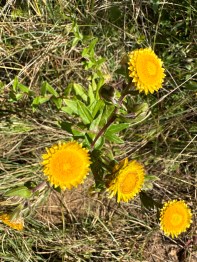Woodbush Granite Grassland, Louis Changon pad: gele bloem in close-up. 