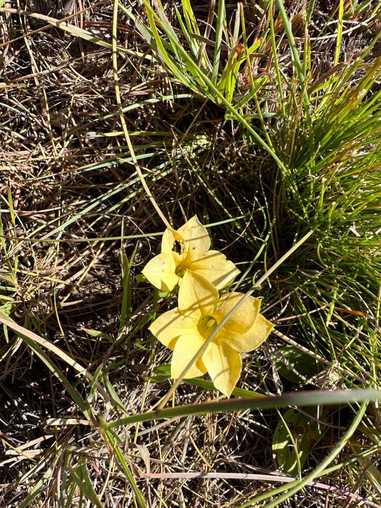 Gele stervormige bloem in grasland. 