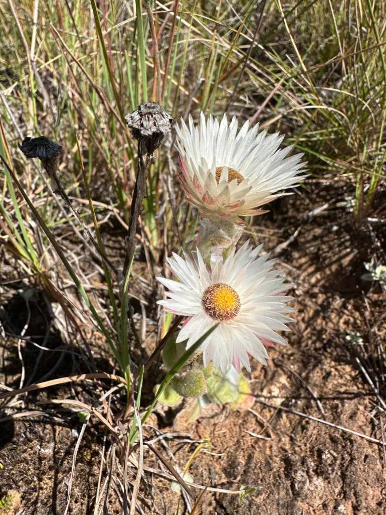 Golden Gate Highlands NP: witte madelief-achtige bloemen. 
