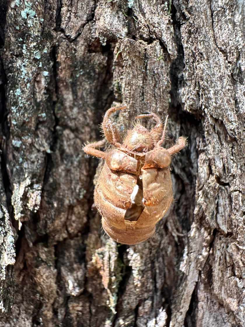 Vergenoeg, Magaliesberg: close-up van leeg kever-pantser op boom. 