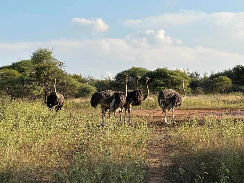 Ukutula lodge: struisvogels tussen struiken. 