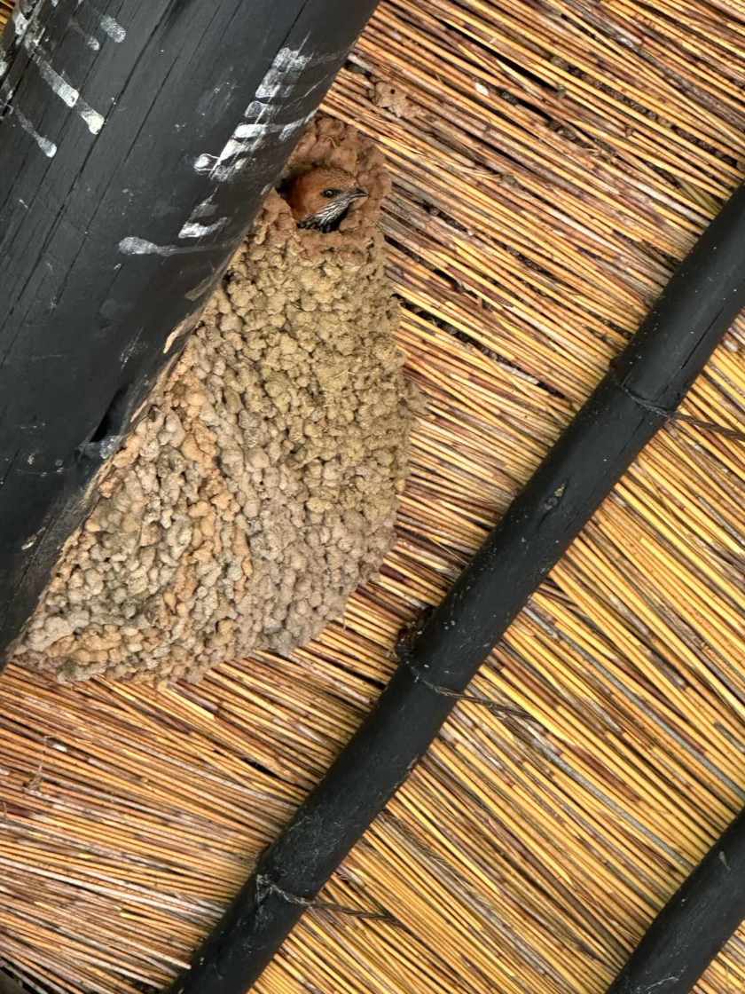 Ukutula lodge: vogelnest van klein met uitstekend vogelhoofdje onder strooien dak. 