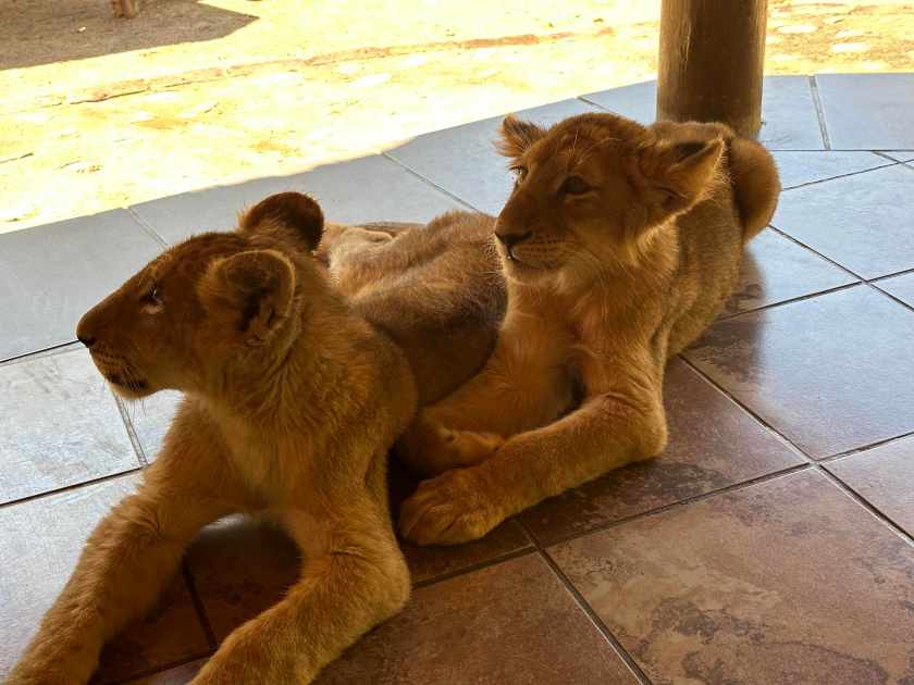 Ukutula lodge: twee leeuwenwelpjes.