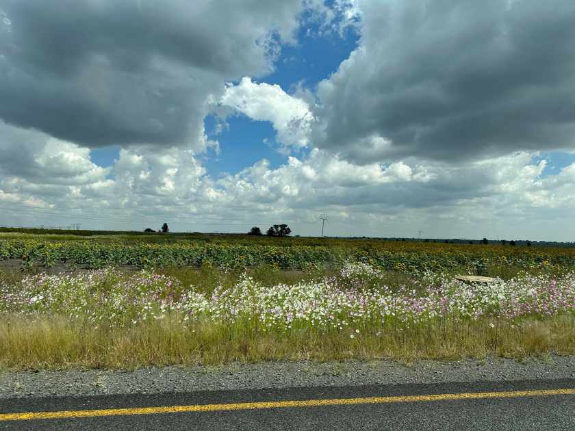 Petrus Steyn: dreigende luchten boven grasland.