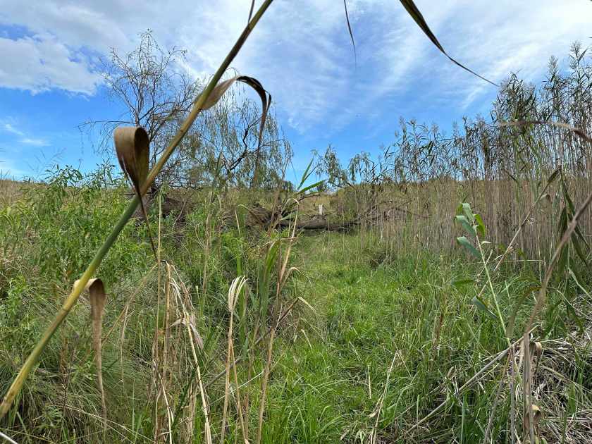 Red Mountain Lodge: hoog gras op helling. 