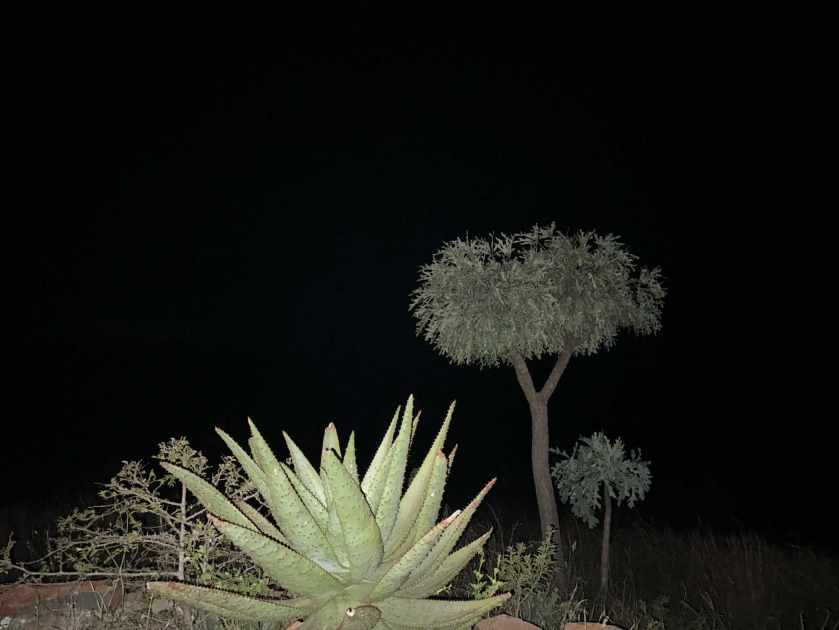 Vetplant en boom bij nacht: feeërieke atmosfeer. 