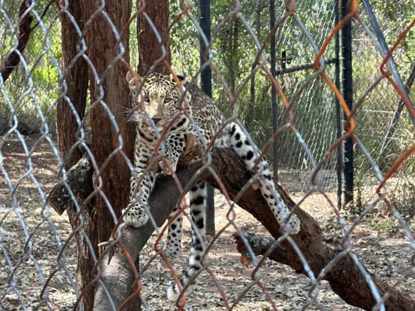 Ukutula lodge: luipaard achter afsluiting. 