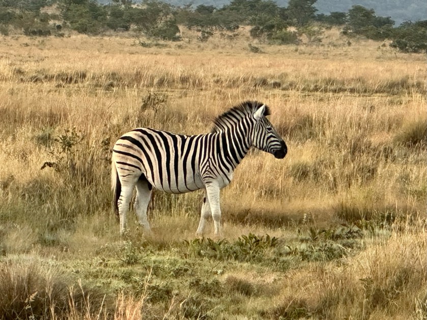 Zebra in Kololo Game Reserve
