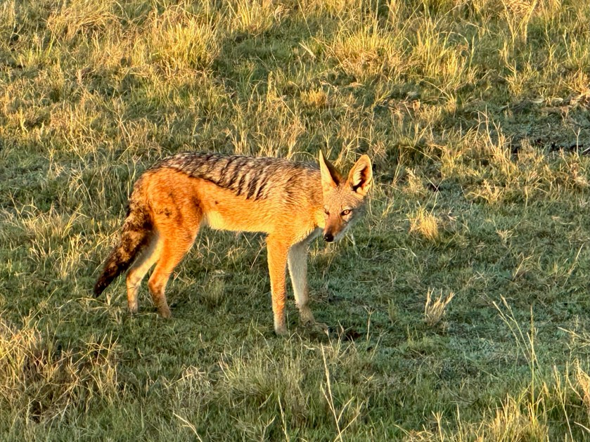 Welgevonden Game Reserve: jakhals op de savanne. 