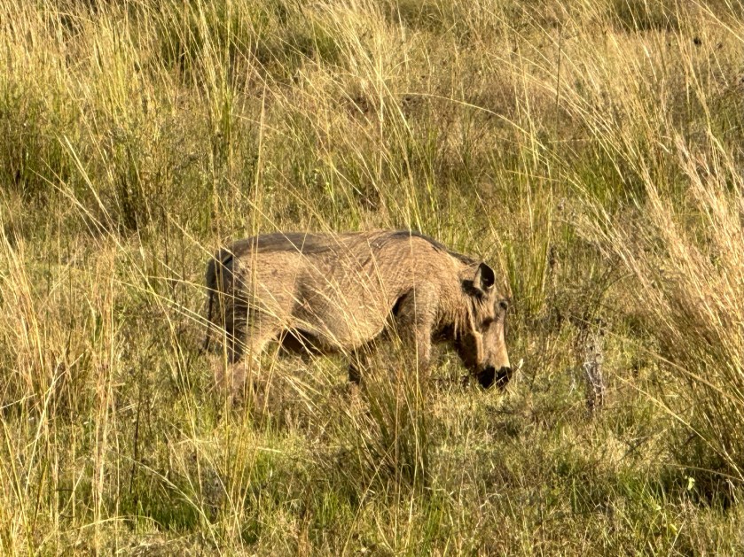 Welgevonden Game Reserve: wrattenzwijn tussen gras. 
