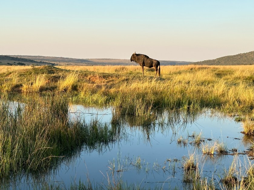 Welgevonden Game Reserve: meertje met wildebeest op de oever. 