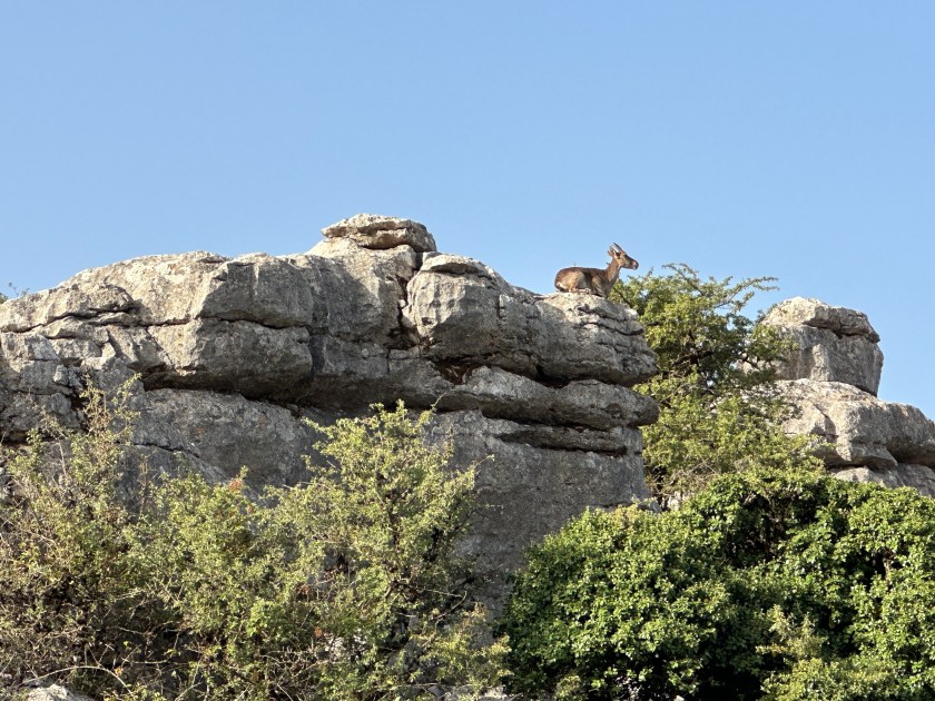 Torcal: gelaagde rotsen boven groen.