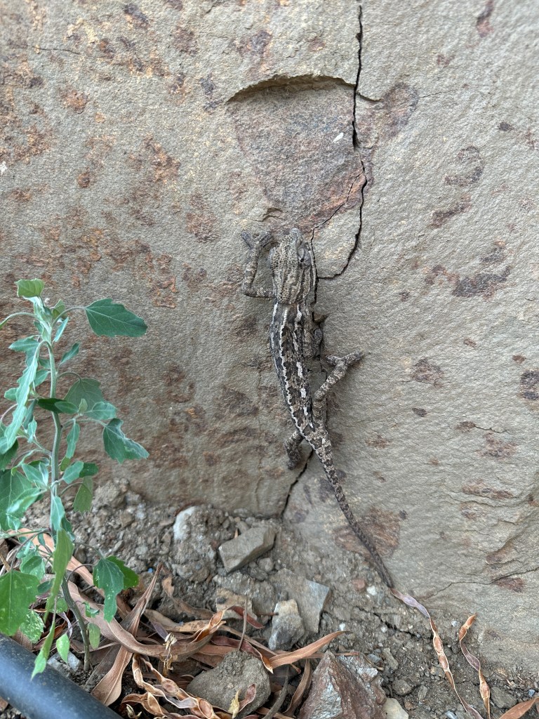 Europese kameleon op muur. 