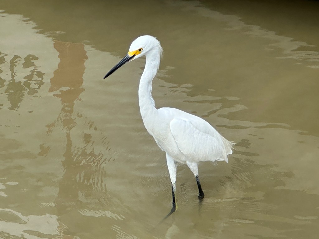 Witte reiger-achtige waadvogel in de haven van Rio Lagartos. 