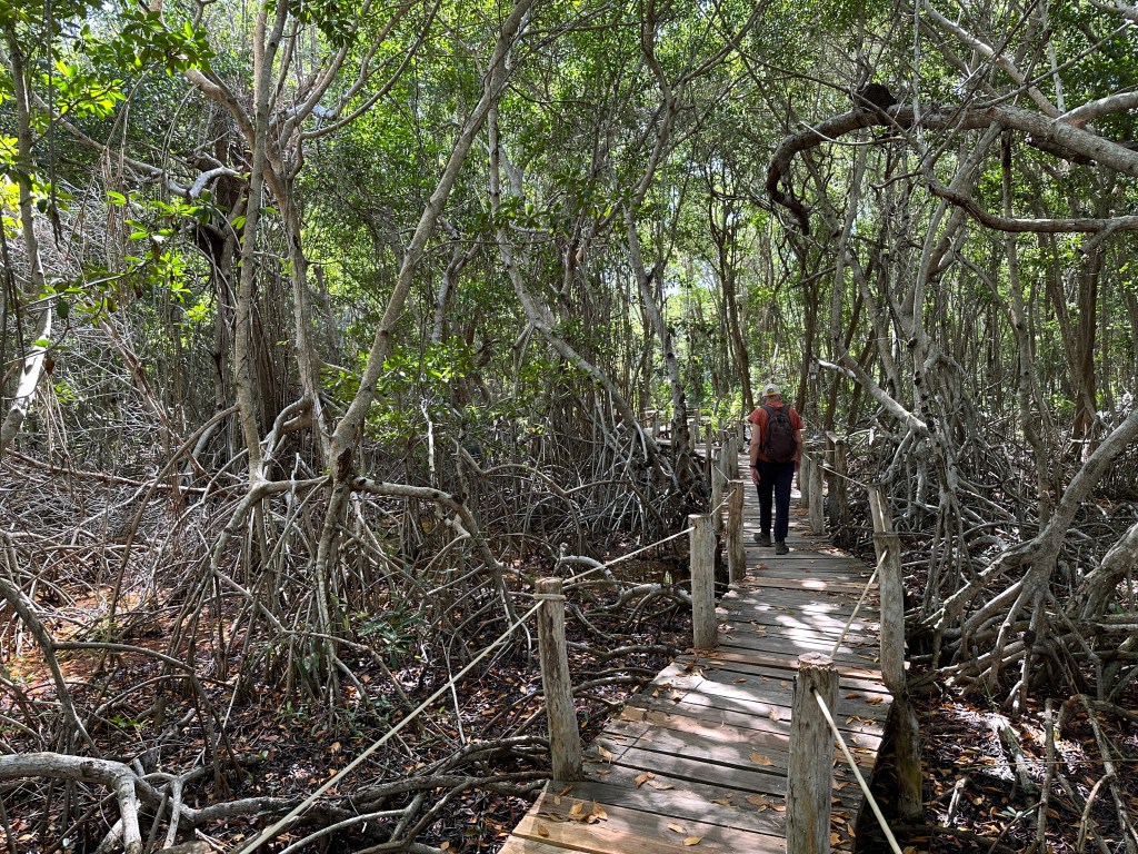 Dichte mangrove met vlonderpad en toeriste. 
