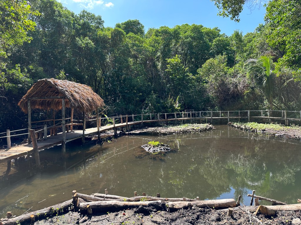 Krokodillen-poel omgeven door vlonderpad en mangroves. 