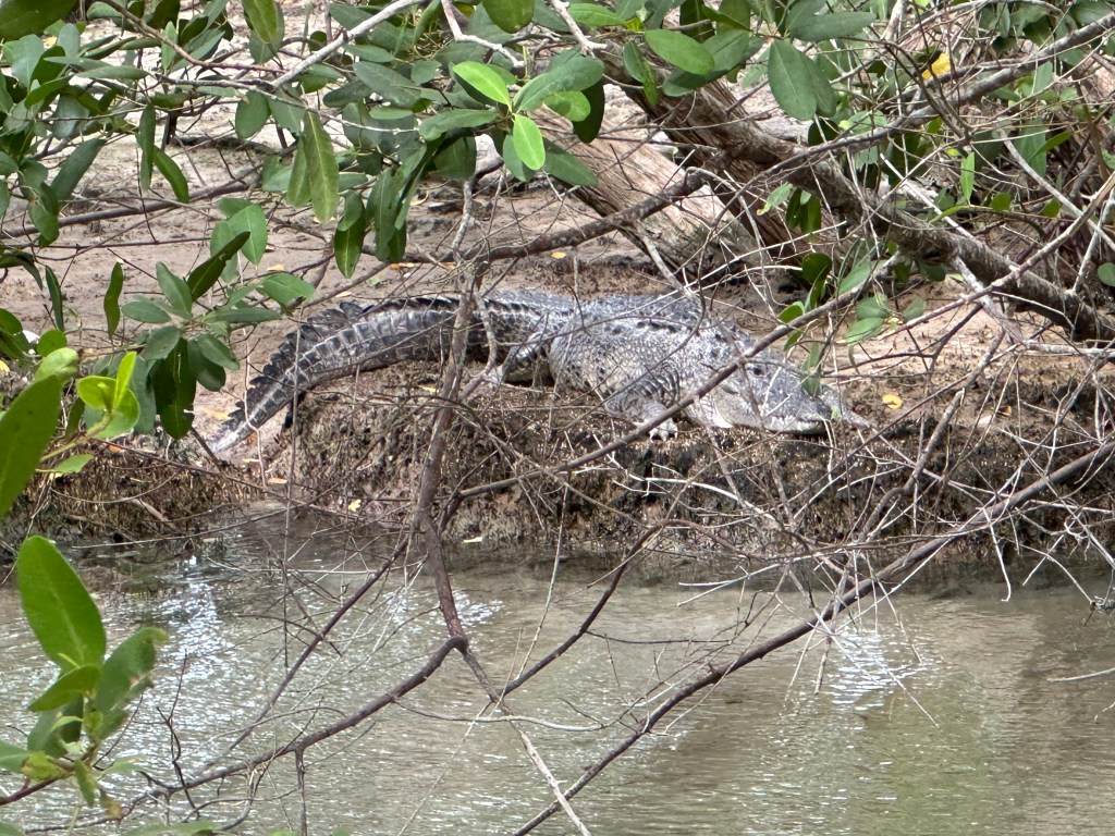 Krokodil aan de rand van de Chiquila-cenote. 