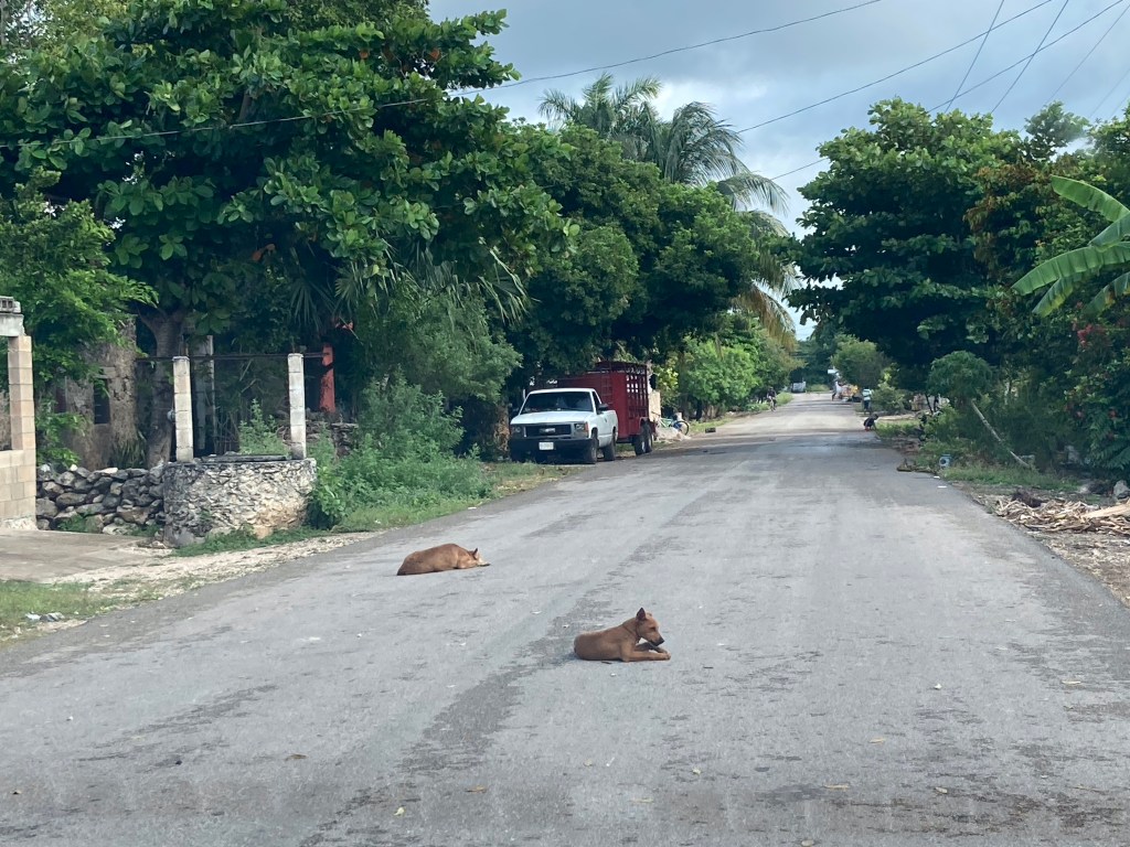 Verlaten straat in het groen met twee straathonden. 