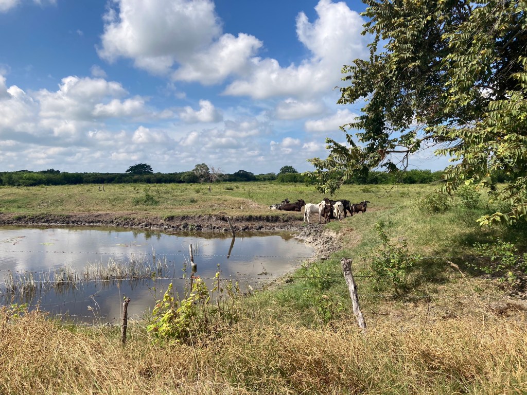 Weide met koeien aan de rand van een meer in Yucatán