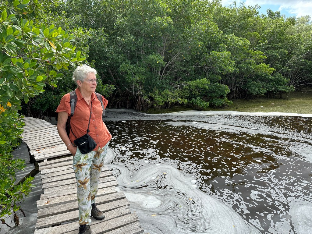 Toeriste op vlonderpad links met rechts mangroves. 