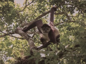Poster van spinaap in Casa Kaan