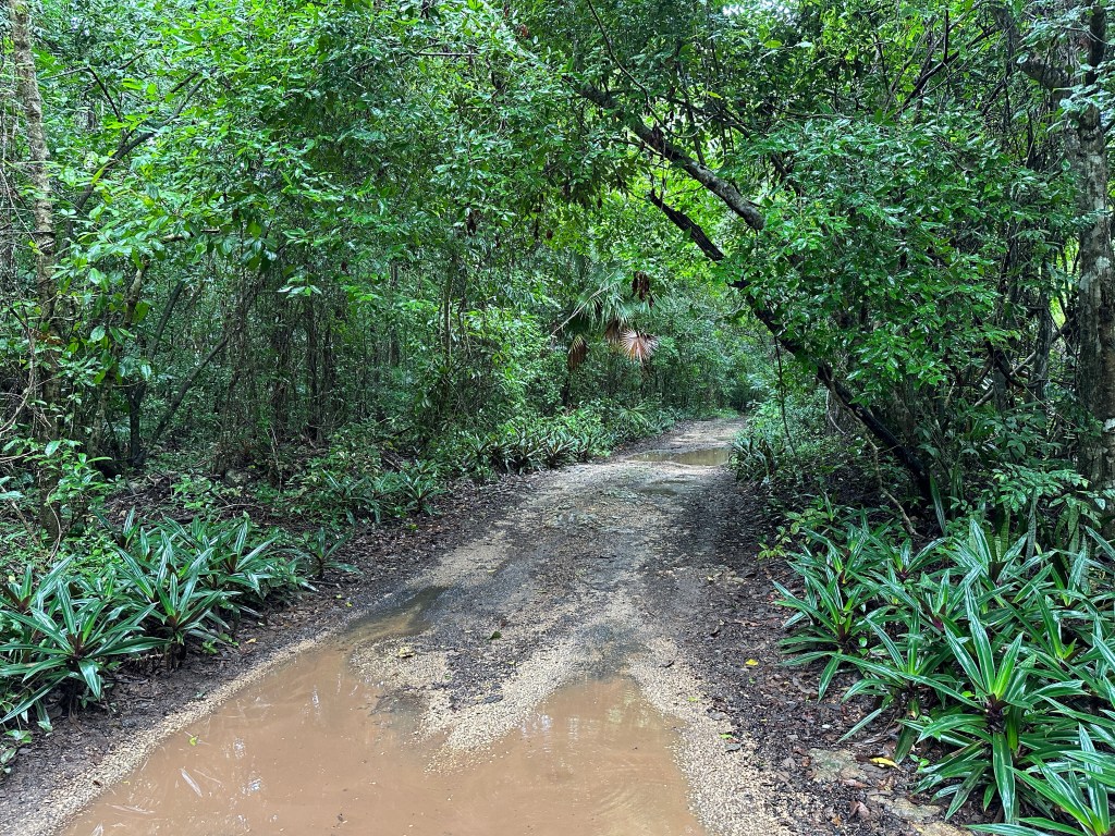 Weg met grote plassen in de jungle van Kapok Bacalar. 
