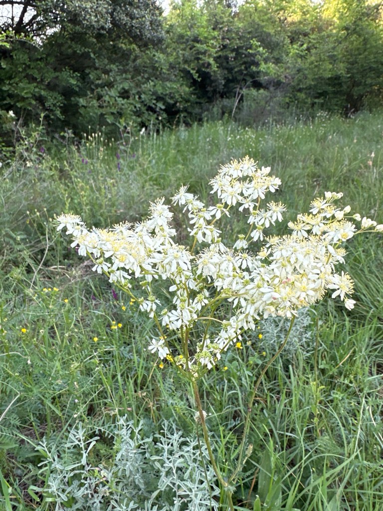 Witte Knolspirea, Centraal Griekenland