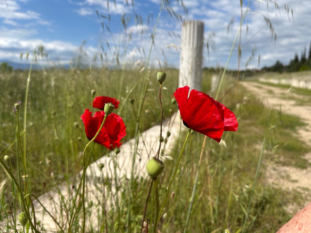 Pella, archeologische site: klaproos met vage achtergrond van zuil