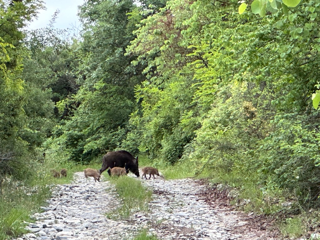 Everzwijn met jongen op bospad in Centraal Griekenland