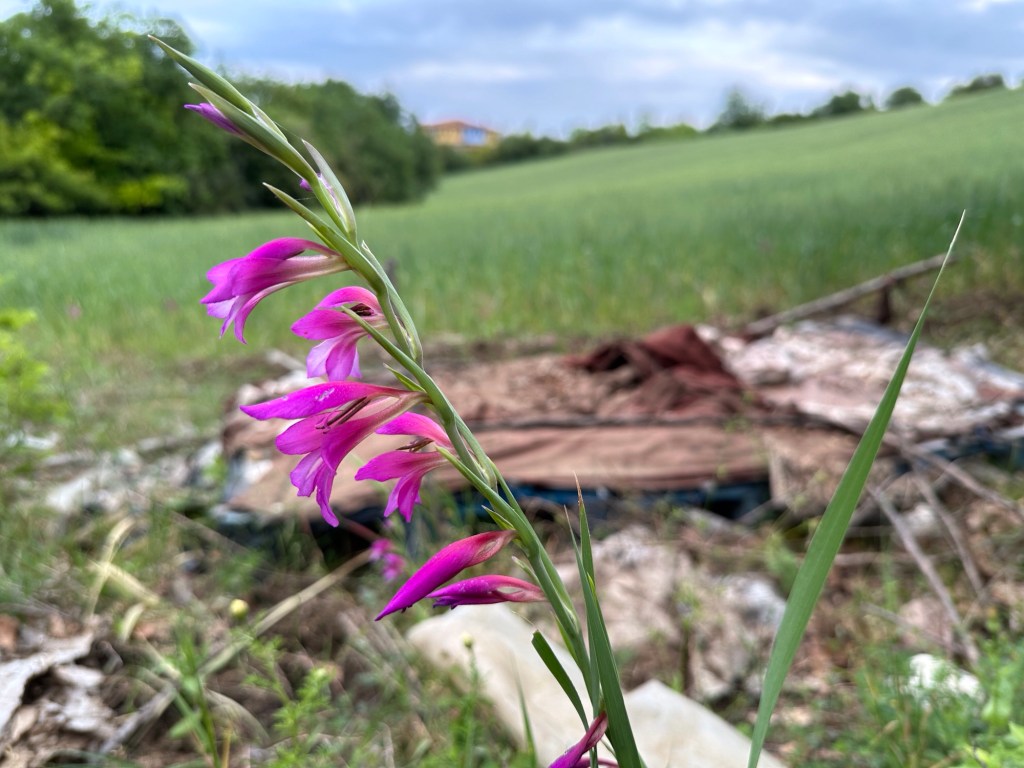 Paarse Wilde Gladiool, Centraal Griekenland