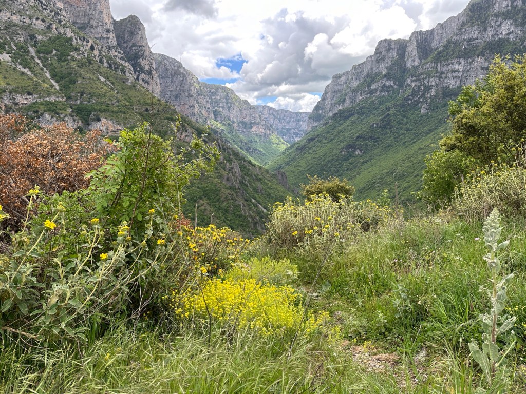 Vikos-kloof: lieflijk met bloemen op voorgrond en zonnige kloof op achtergrond