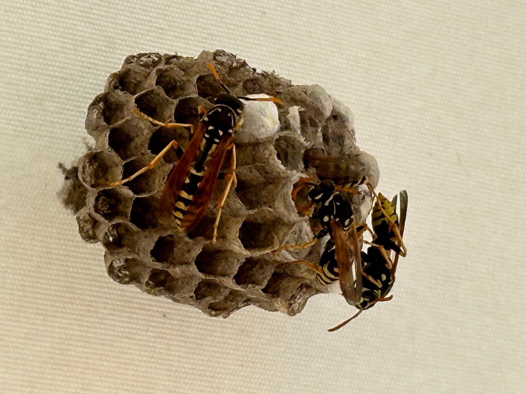 Nestraten van Franse veldwesp, Ano Gatzea, Centraal Griekenlan