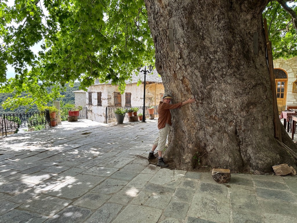 Dorpsplein van Pinakates met zeer dikke boom