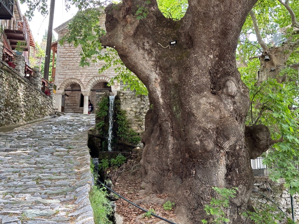 Grote oude boom naast smalle steeg in Makrinitsa, Pelion
