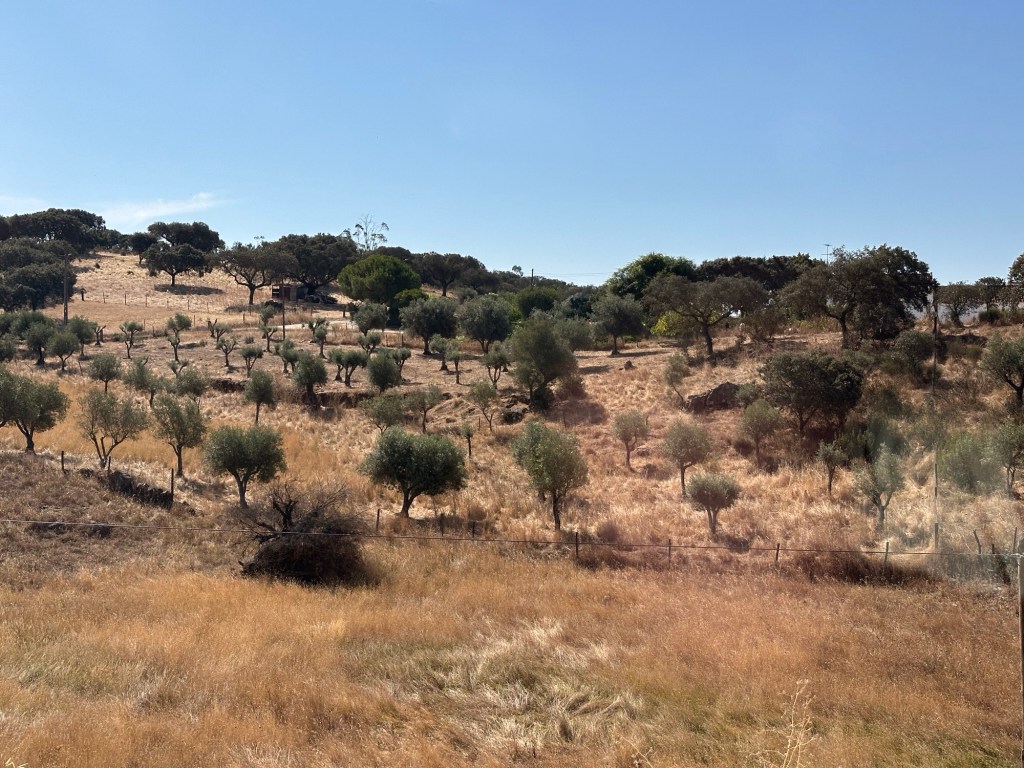 Op weg naar Elvas: bomen op bruinrode helling