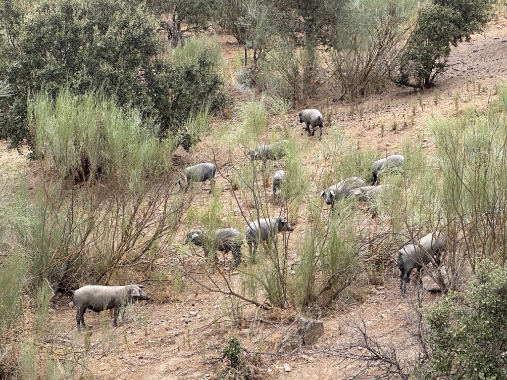 Porcos Pretos - grijszwarte varkens, op helling in Alentejo