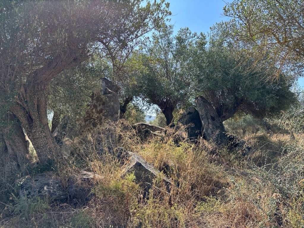 Antas do Oliva da Pega: stenen verscholen tussen knoestige bomen