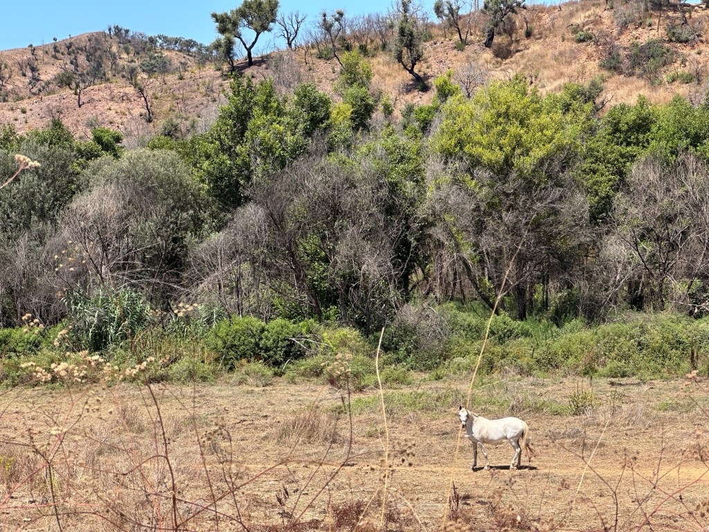 Wit paard voor groene heuvels in Zambujeira de Cima