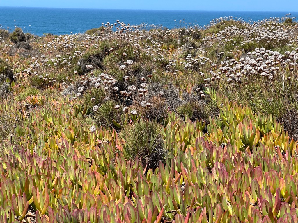 Typische kleurrijke duinbegroeiing in Porto Covo