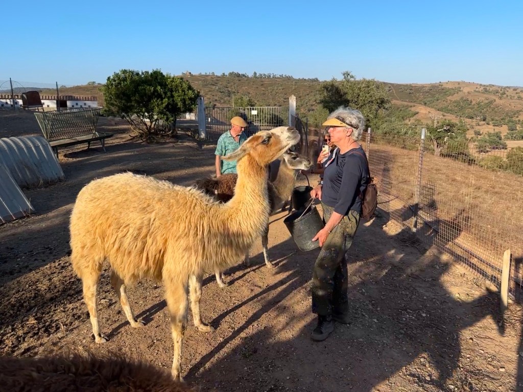 Lama met toeriste in Castelo do Burro