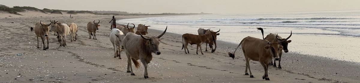 Blue Crane reisverhalen.