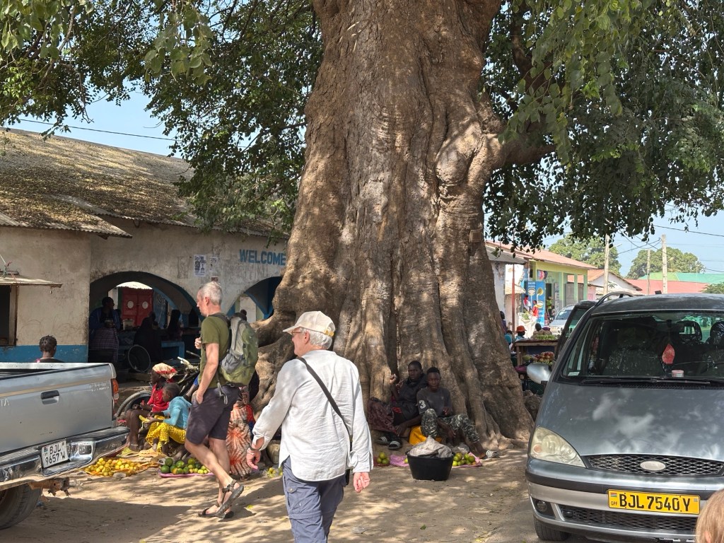 Brede, grote boom voor de overdekte Kartong markt